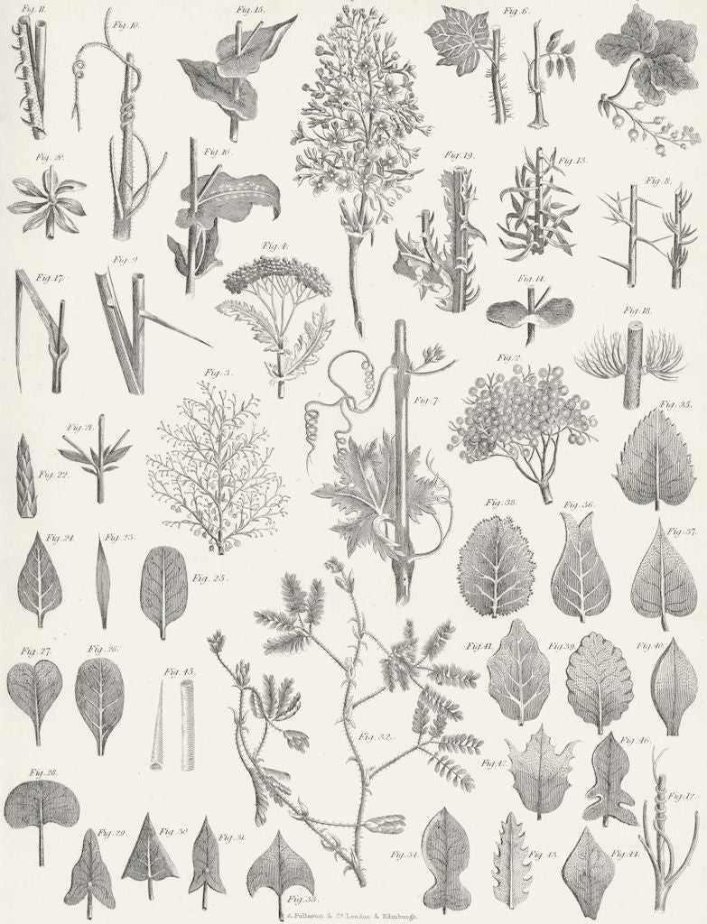 PLANTS. Botanical Terminology III c1849 old antique vintage print picture